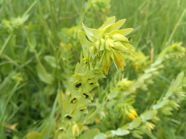 Somewhere in Lugansk... - My, Nature, Macro photography, May be, Longpost