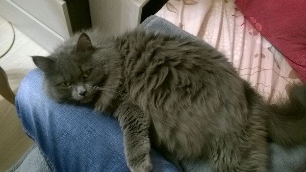 ����� ���� ���-�� �����