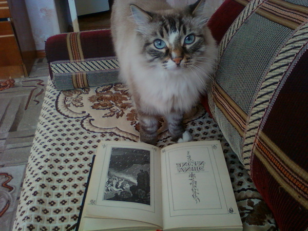 Reader - My, Animals, Pet, cat, Classic, Dante, My, Pets