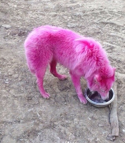 Pink Samoyeds found in the forest near Gelendzhik - Samoyed, Dog, Longpost