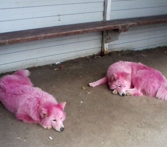 Pink Samoyeds found in the forest near Gelendzhik - Samoyed, Dog, Longpost