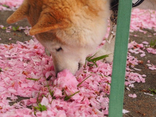 If it smells good, then it tastes good - Milota, Dog, Flowers