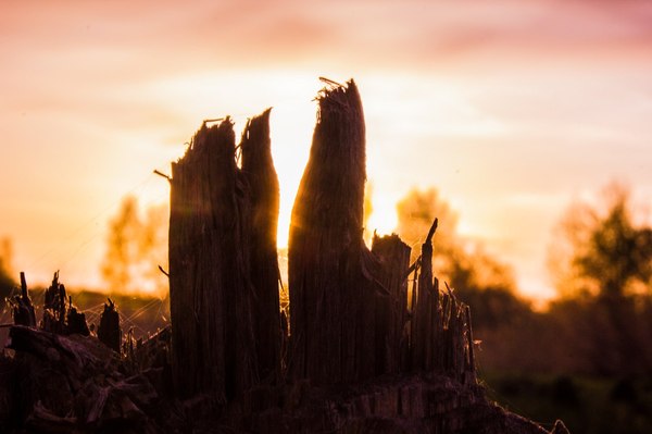 I woke up at 4 am and went to take a picture) - My, PHOTOSESSION, dawn, Grass, Morning, Canon, Nature, Sky, The photo, Longpost