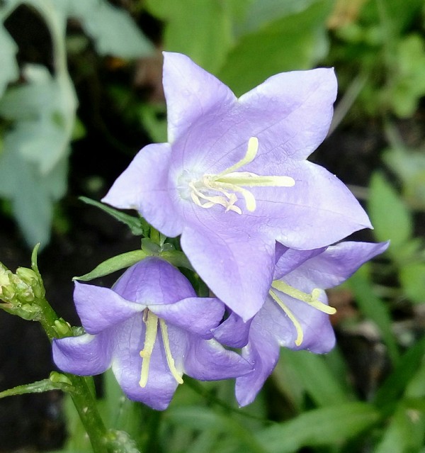 Bells for happiness - Happiness, My, Flowers