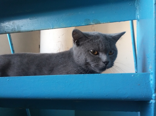 Young cat is looking for a home! (Barnaul) - cat, British cat, In good hands, I'll give it to good hands, Barnaul, Longpost