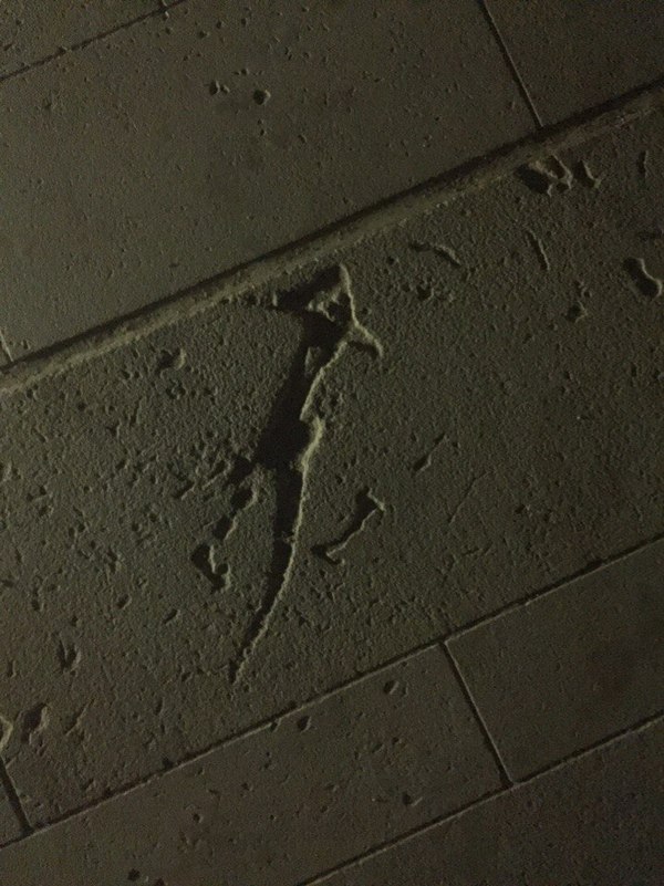 The lizard got stuck in the unhardened concrete and left a mark - My, Concrete, Lizard, Track, Funny