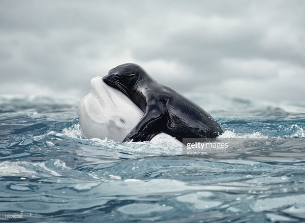 Beluga whale hugging a seal :) - The photo, Belukha, Seal