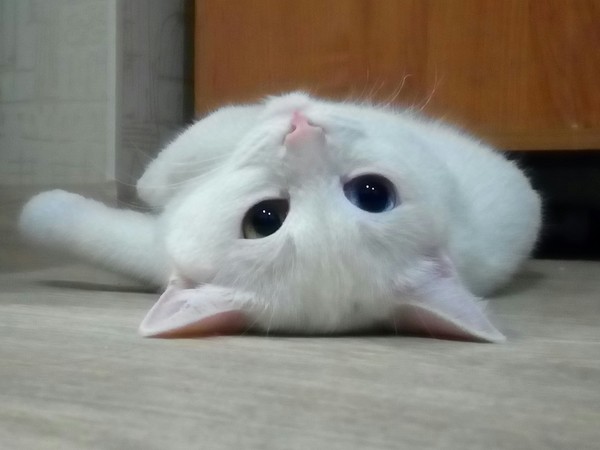    , , 