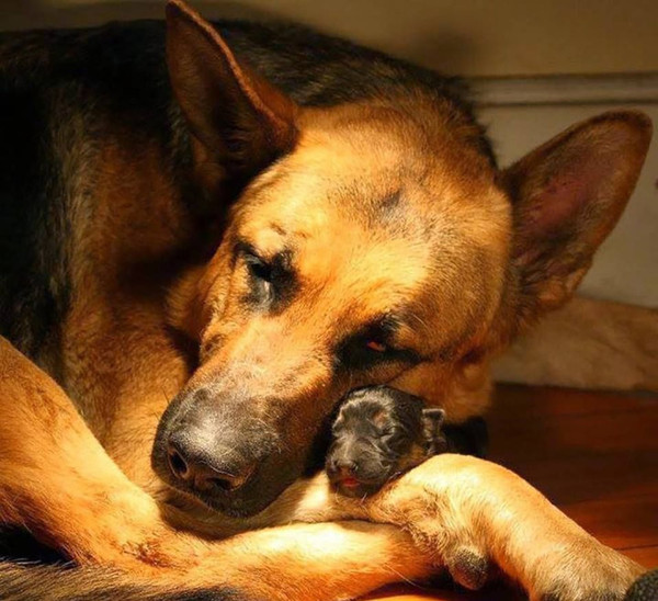 With mom... - German Shepherd, The photo, Dog