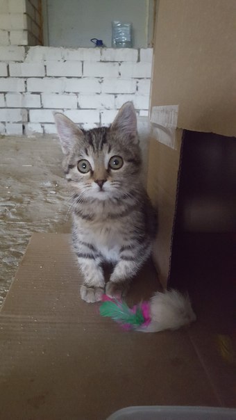 Looking for a home for a kitten. - My, Kursk, Animals, In good hands, cat, Cats and kittens, Longpost