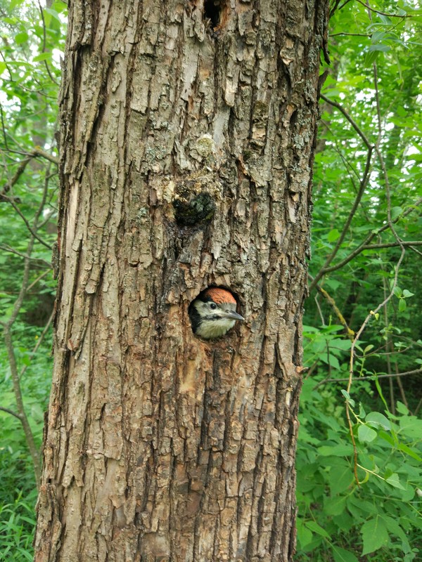 Bird in a silver forest - Serebryany Bor, The photo, Birds