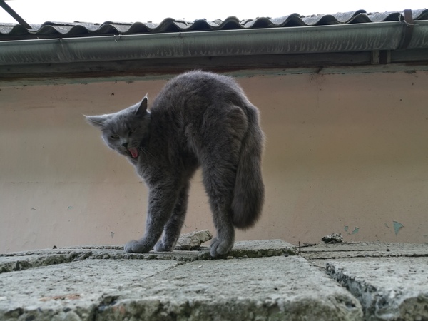 Спал, решила разбудить.. - Сон, Кот, Длиннопост, Фотоохота, Моё