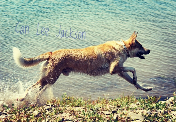 Canaan Dog Kang Lee Jackson - My, , Dog, Canaan dog, Walk, 