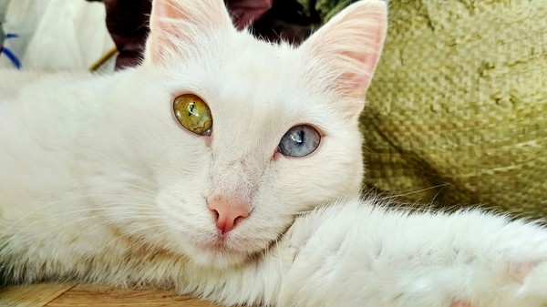 My mismatched beauty - cat, My, Xiaomi redmi 3s, Foundling, Heterochromia