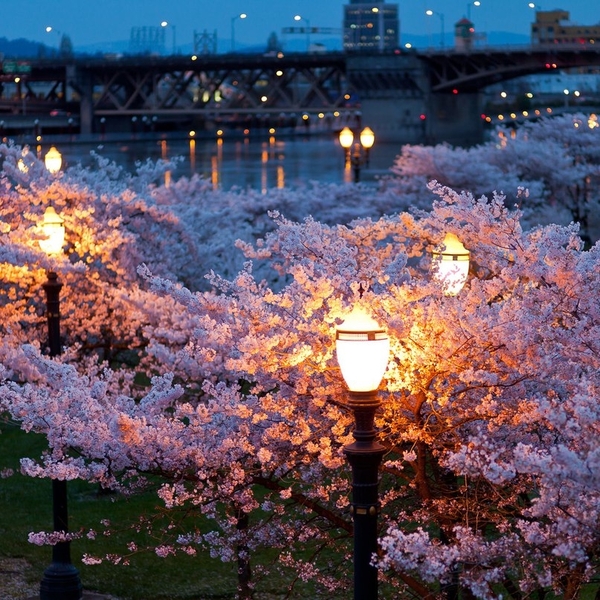 Cherry blossoms - Lamp, Sakura, Evening, The photo, 