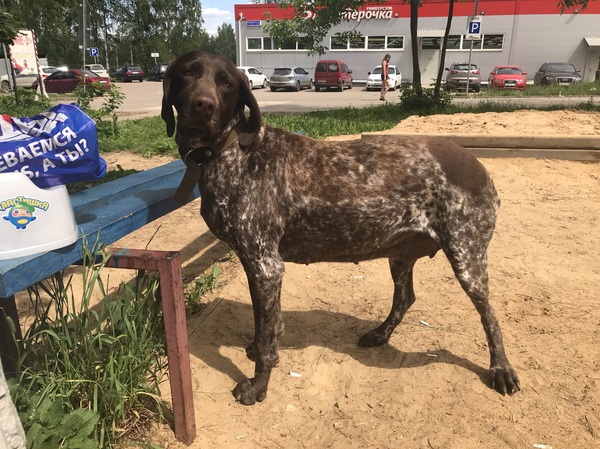 Found dog, kurtshaar, Povarovka [Owner found] - My, Found a dog, The dog is missing, Kurzhaar, , Dog