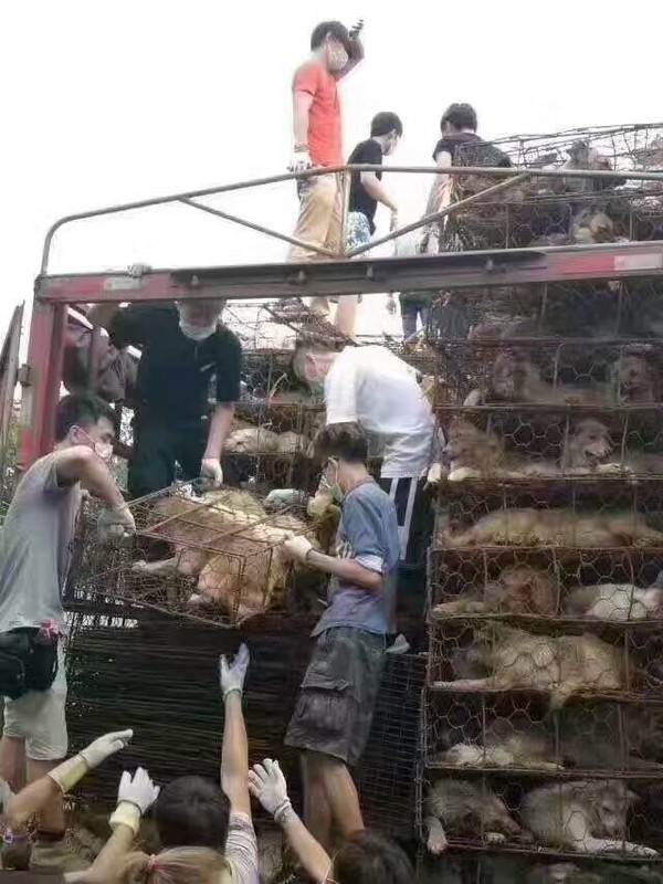 Chinese Dog Meat Festival - Defeated! - News, China, Meat, Dogs and people, news