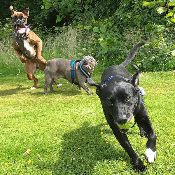 [Phototoad] Dog trio - Psbattle, Psbattles, Photoshop, Dog, A selection, Longpost