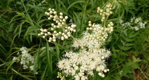 In the woods - My, Nature, Summer