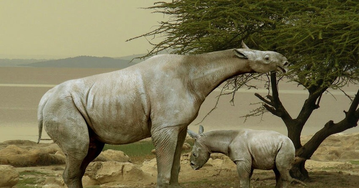 Крупнейших млекопитающих на земле. Гигантский носорог Индрикотерий. Безрогий носорог – индрикотерия. Палеоген Индрикотерий. Индрикотерий белуджитерий.