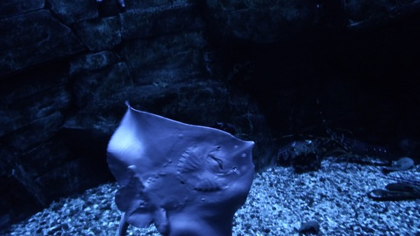 stoned stingray - My, Oceanarium, Stingray, Voronezh, Muzzle