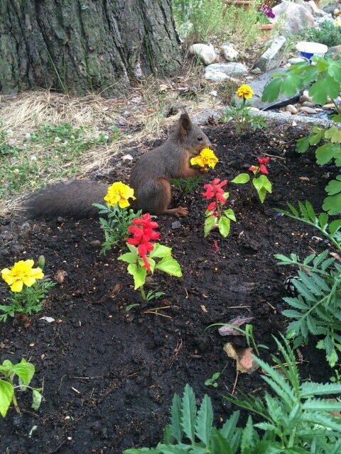 It was hot all day, the squirrel was overcome by thirst - My, Squirrel, Summer, Heat, Milota, Irkutsk