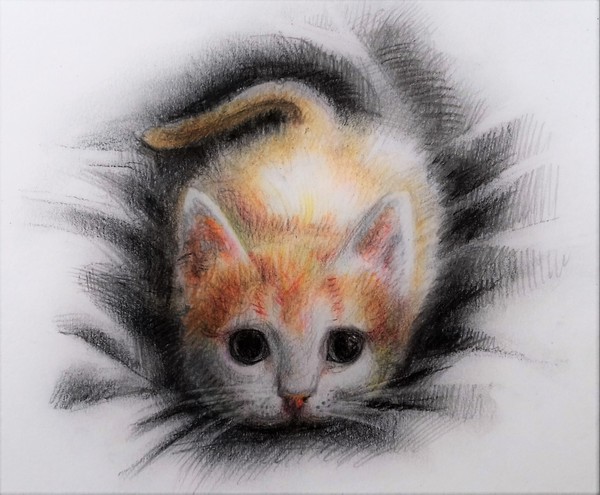 Kitten - My, cat, Drawing, Pencil, Pets, Kisiki