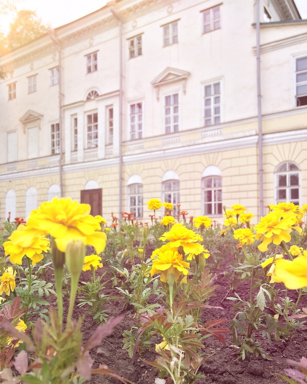 Second month of summer - Irkutsk, , Flowers, Summer, Marigolds, Yellow