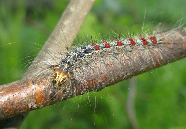 I'm crawling from the salon. I did eyelash extensions - My, Caterpillar, Shaggy, , , Silkworm