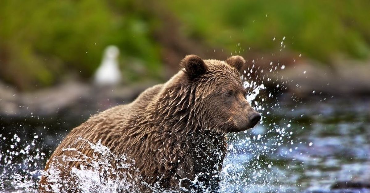 Жизнь про медведя. Бурый медведь факты. Интересное о бурых медведях. Образ жизни бурого медведя. Интересные факты о буром медведе.