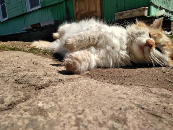 Village tramp - My, cat, Found a home, , Catomafia