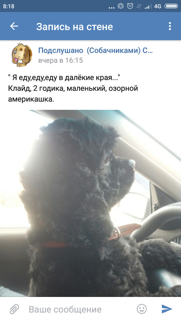 The dog is man's best friend! - My, Dog, Car