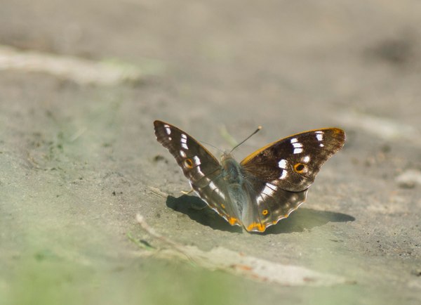 I saw such a butterfly yesterday, if you look directly, the wings look brown, and from the side they are cast blue. - Butterfly, My, Nature