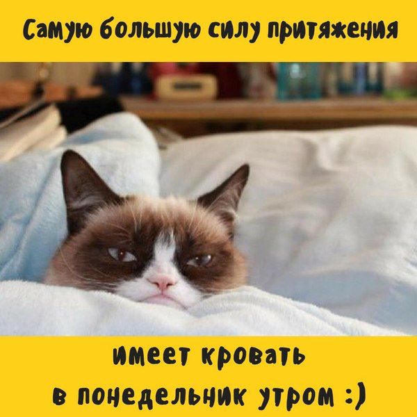 Сила притяжения - Кот, Понедельник, Утро, Сила притяжения