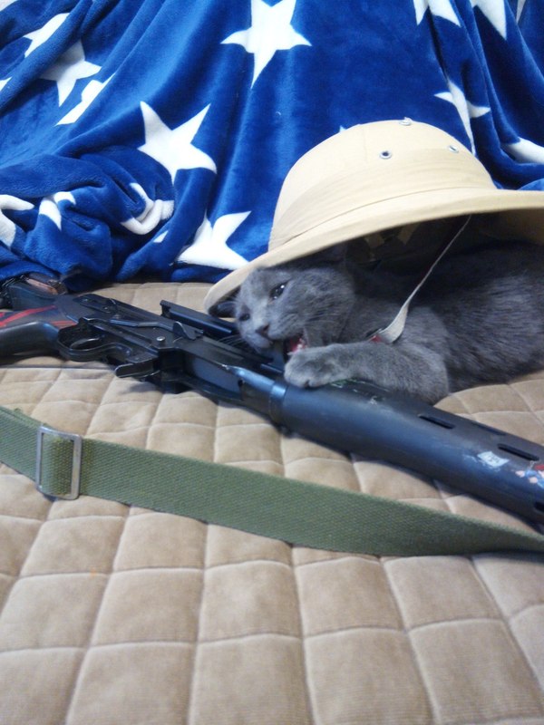 Getting ready for the fall season - My, cat, Rifle, Helmet, My, Images