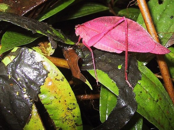 Exotic pink grasshopper - My, Unusual, Grasshopper, Animals, Insects, Interesting