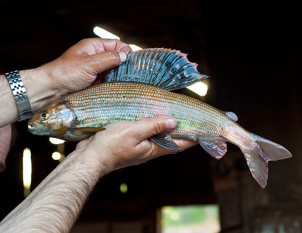 The Siberian grayling is a living rainbow. - beauty, Rainbow, Grayling, A fish, The photo, My