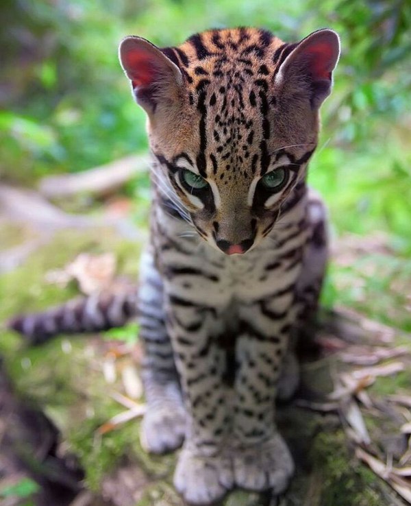 Long-tailed margay cat (Leopardus wiedii). - cat, , Margay