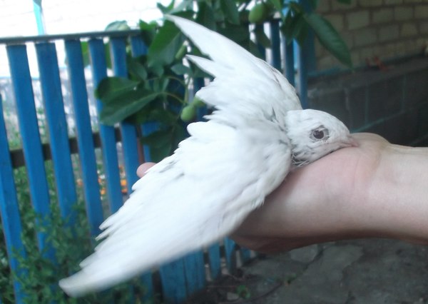 black white swift - , Swift, Birds, Albino