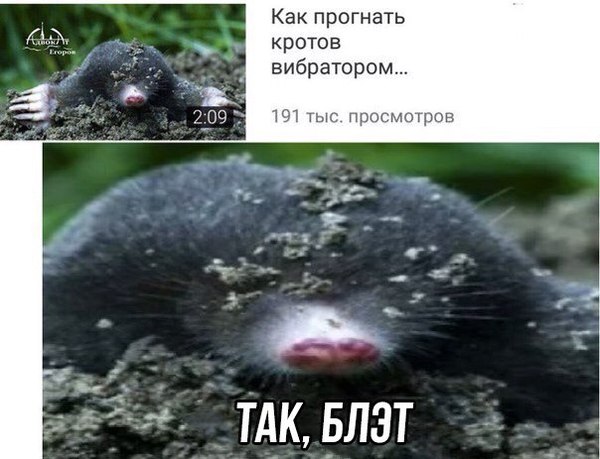 Проблемы с кротами?