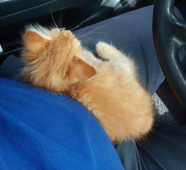 Москва. Ищем дом для рыжей котейки