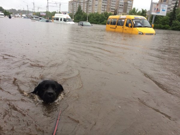 That feeling when you go out for a swim with your dog. - Summer, Потоп, Ulyanovsk, Dog