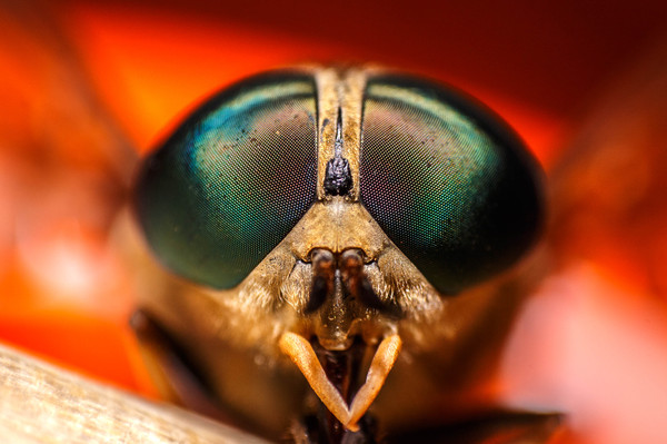 What do you know about dead pixels? - My, Horsefly, Macro, 18-135 stm, , Flash, Macro photography