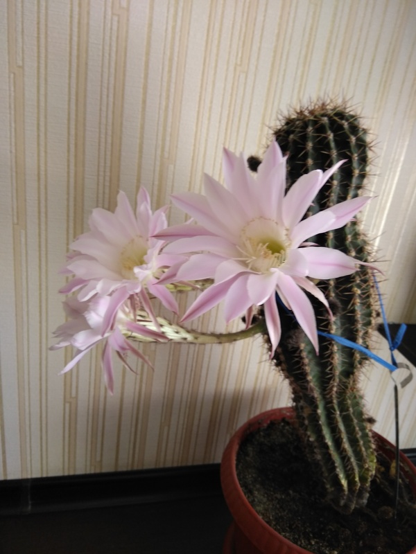 Summer has come to my cactus - Blooming cacti, Cactus, Flowers, Longpost