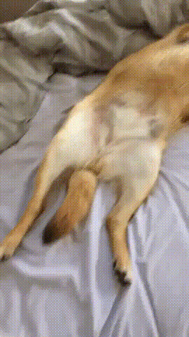 This is what you look like on a weekend morning - Morning, Dog, Dream, GIF
