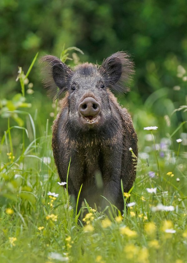 hairy ears - Oink, Boar, Nature