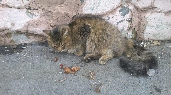 The story of one cat - My, Ufa, , In good hands, Lost, Longpost, cat