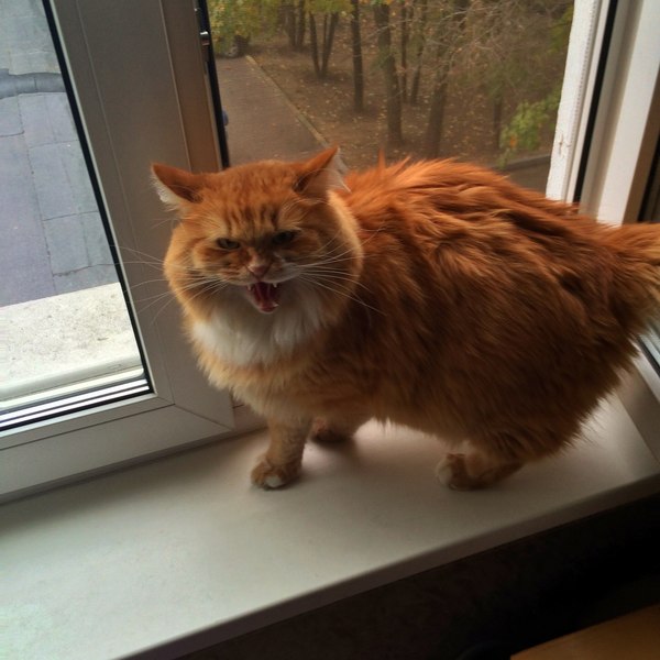 Cat Holtzman is unhappy with the weather - cat, Weather, The street, Windowsill, Redheads, Discontent, The photo, Homemade