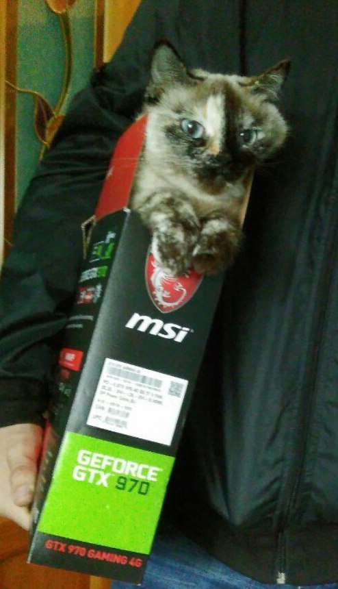 Теперь будем майнить на котах!