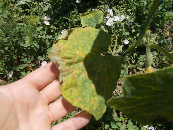 Guys, what's with the cucumber? Help with advice - My, Cucumbers, Fertilizers, Gardening, Longpost